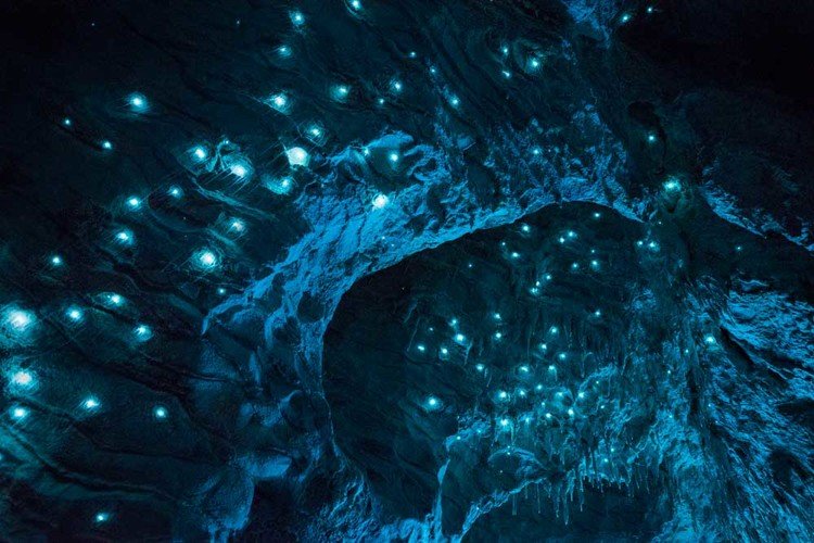 Vermes brilhantes transformam teto de cavernas em cenário de outro mundo