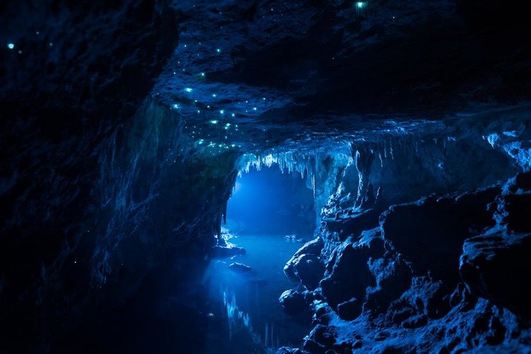 Vermes brilhantes transformam teto de cavernas em cenário de outro mundo