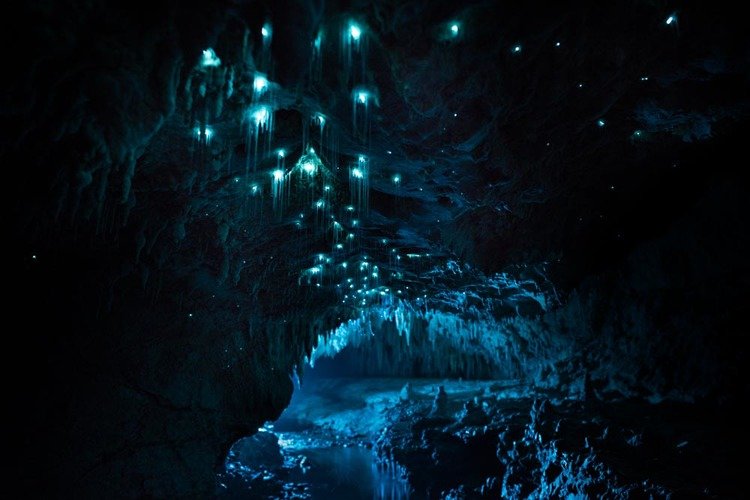 Vermes brilhantes transformam teto de cavernas em cenário de outro mundo