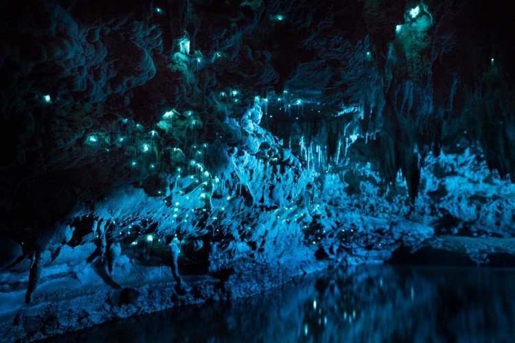 Vermes brilhantes transformam teto de cavernas em cenário de outro mundo