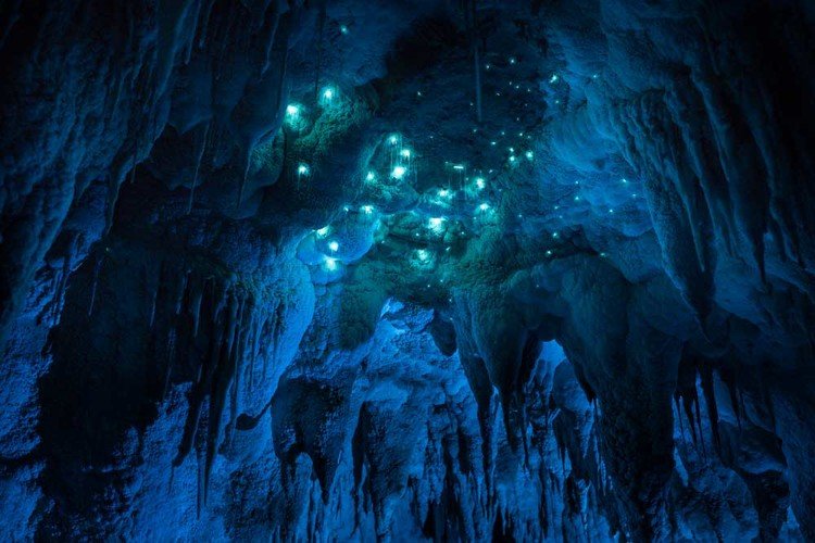 Vermes brilhantes transformam teto de cavernas em cenário de outro mundo