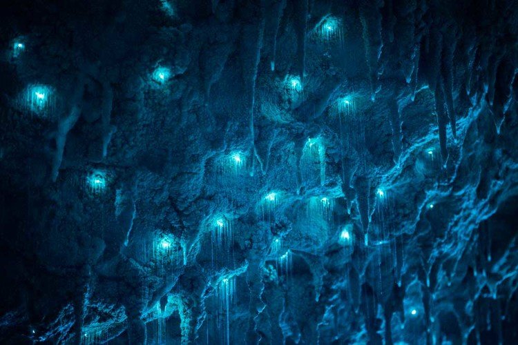 Vermes brilhantes transformam teto de cavernas em cenário de outro mundo