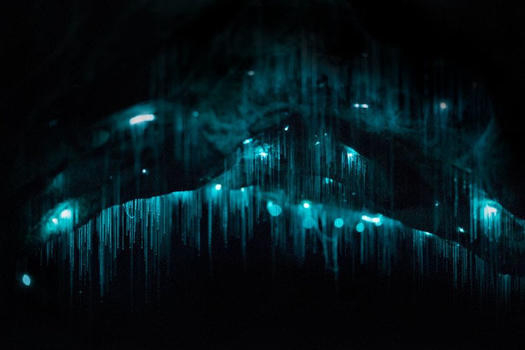 Vermes brilhantes transformam teto de cavernas em cenário de outro mundo