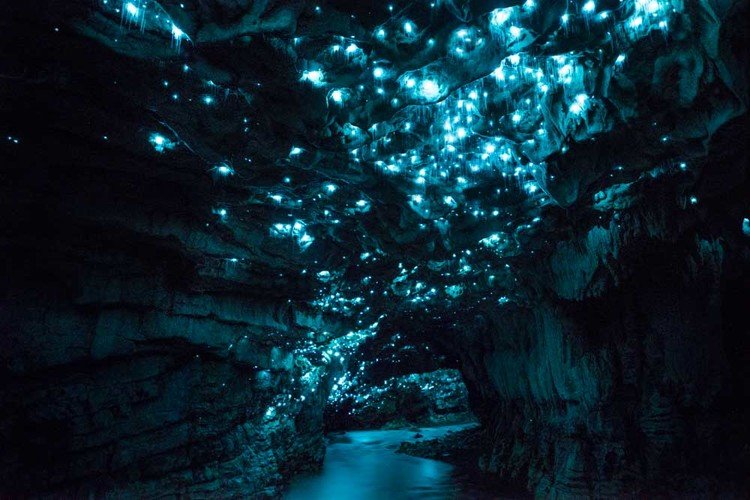 Vermes brilhantes transformam teto de cavernas em cenário de outro mundo