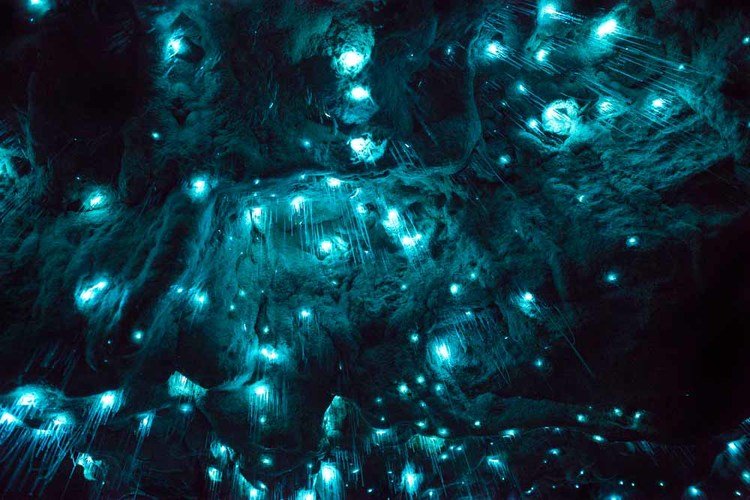 Vermes brilhantes transformam teto de cavernas em cenário de outro mundo