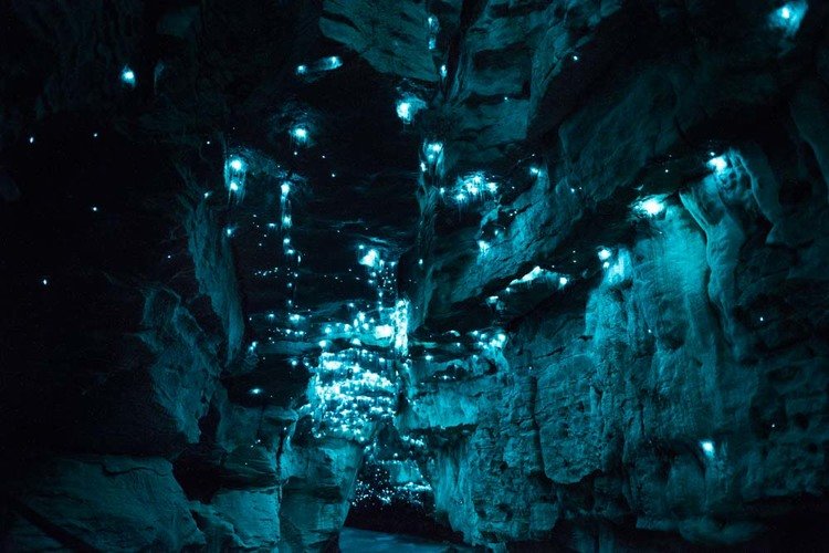 Vermes brilhantes transformam teto de cavernas em cenário de outro mundo