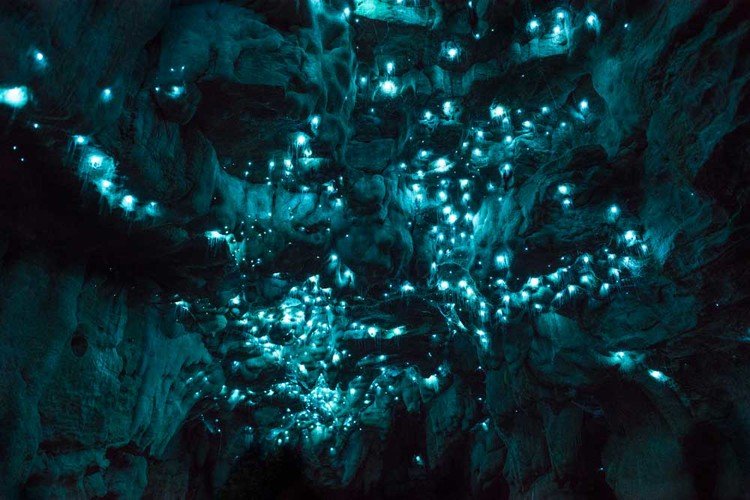 Vermes brilhantes transformam teto de cavernas em cenário de outro mundo