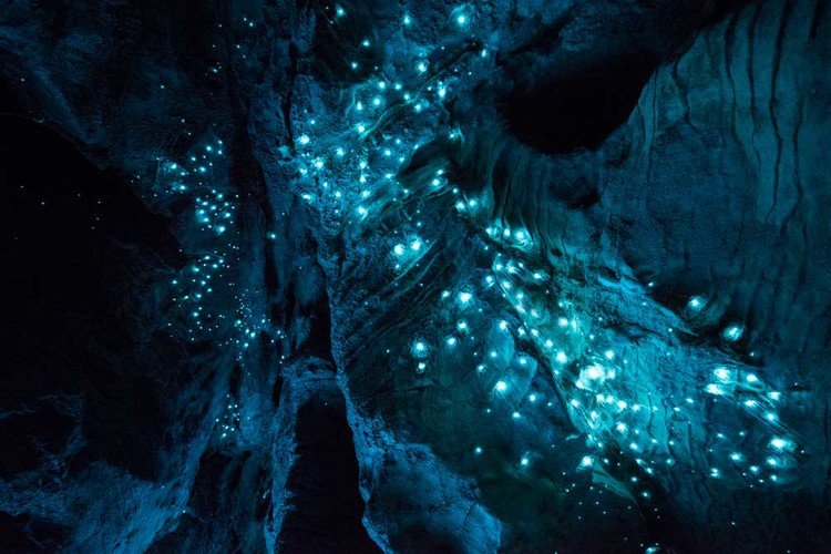 Vermes brilhantes transformam teto de cavernas em cenário de outro mundo