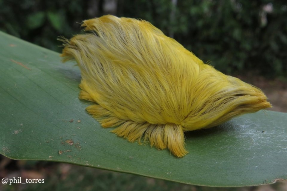 Imagem de Bonitinha, mas ordinária: esta lagarta fofinha pode causar muita dor no megacurioso
