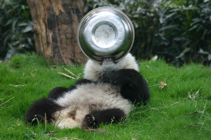 Fofura do dia: veja imagens de uma creche de pandas na China
