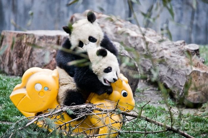 Fofura do dia: veja imagens de uma creche de pandas na China