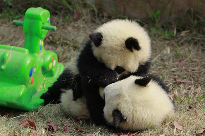 Fofura do dia: veja imagens de uma creche de pandas na China
