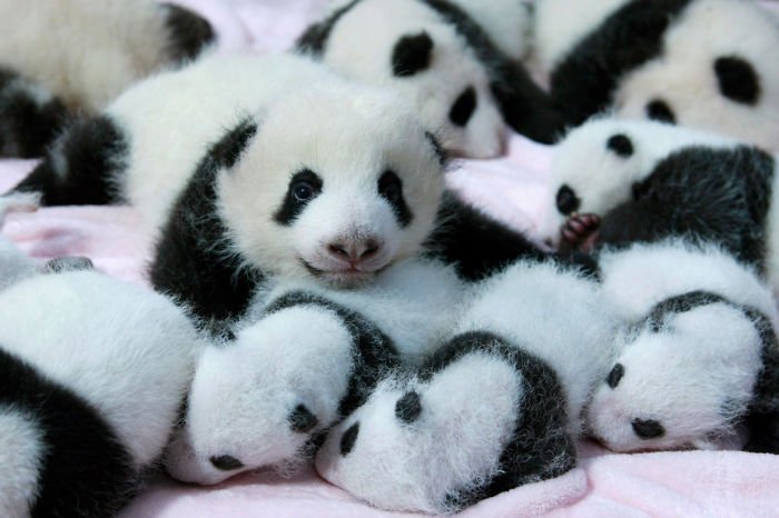 Fofura do dia: veja imagens de uma creche de pandas na China