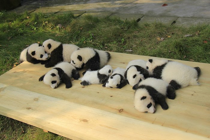 Fofura do dia: veja imagens de uma creche de pandas na China