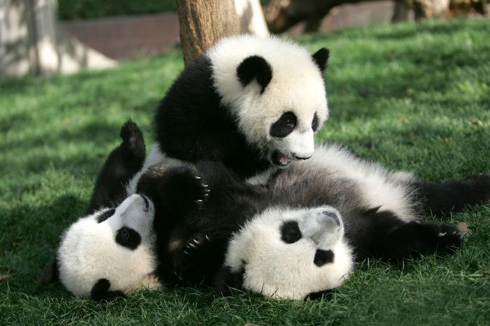 Fofura do dia: veja imagens de uma creche de pandas na China
