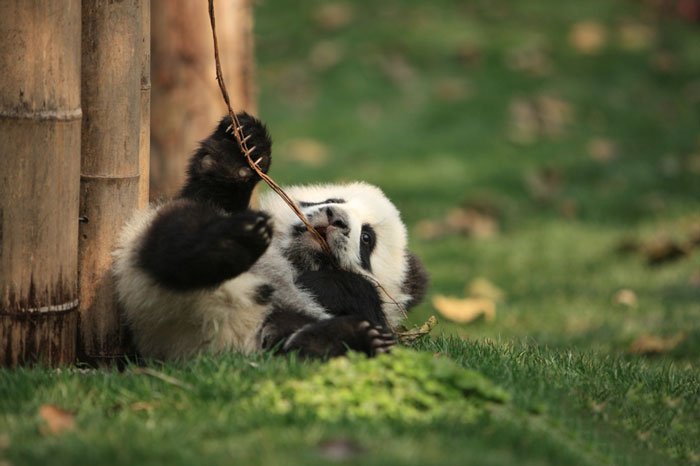 Fofura do dia: veja imagens de uma creche de pandas na China