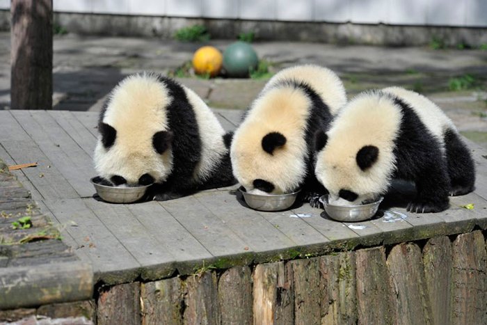 Fofura do dia: veja imagens de uma creche de pandas na China