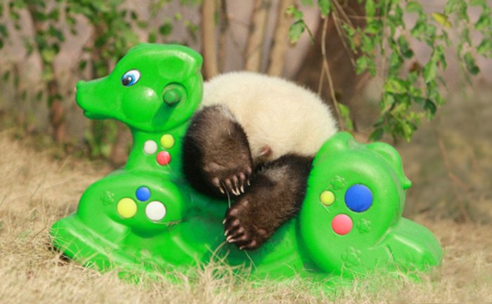 Fofura do dia: veja imagens de uma creche de pandas na China