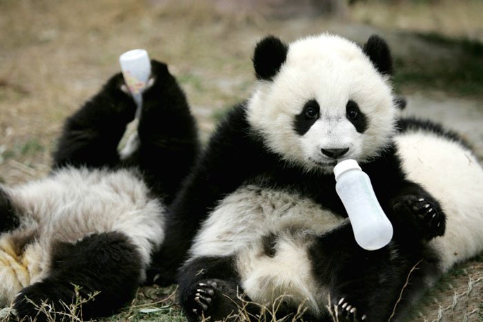 Fofura do dia: veja imagens de uma creche de pandas na China