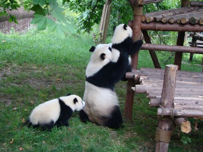 Fofura do dia: veja imagens de uma creche de pandas na China