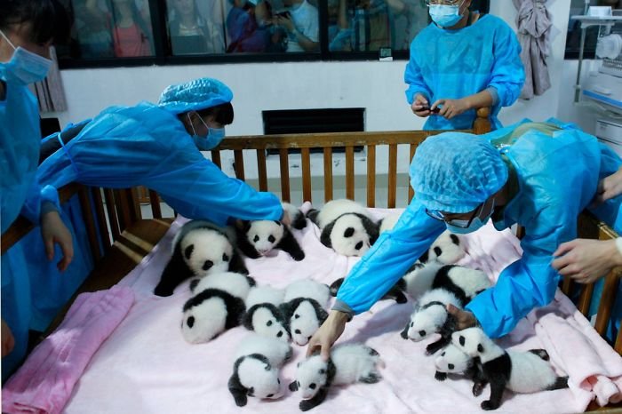 Fofura do dia: veja imagens de uma creche de pandas na China