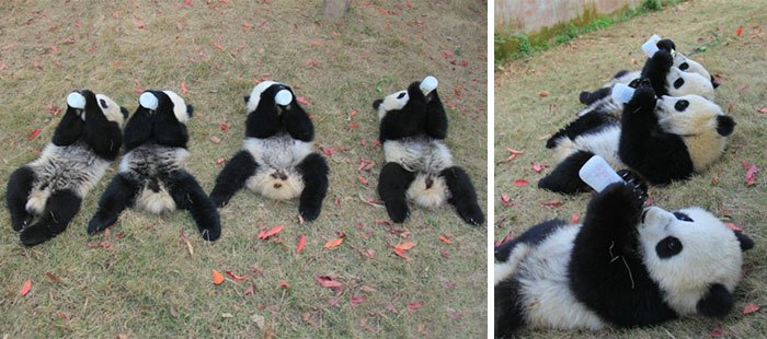 Fofura do dia: veja imagens de uma creche de pandas na China