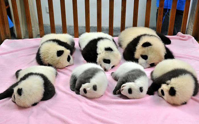 Fofura do dia: veja imagens de uma creche de pandas na China