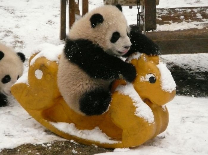 Fofura do dia: veja imagens de uma creche de pandas na China