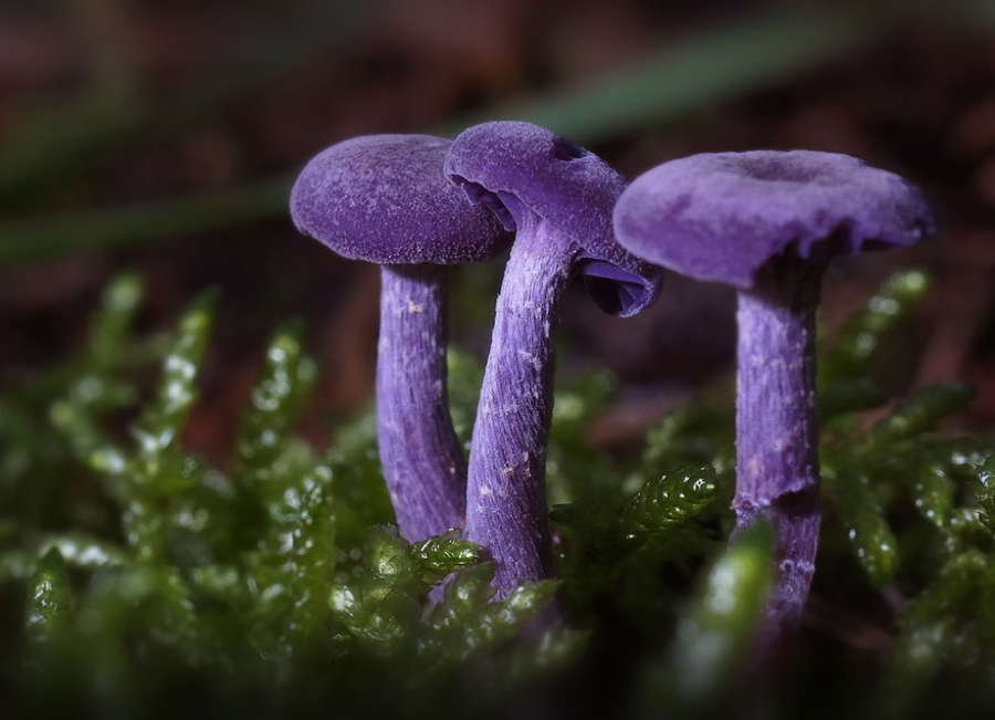 🍄 Cogumelos e Fungos Incríveis 