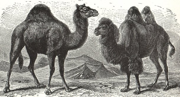 Set out Treaty Disparity Camelo ou dromedário? 5 fatos curiosos a respeito dos imensos bichos - Mega  Curioso