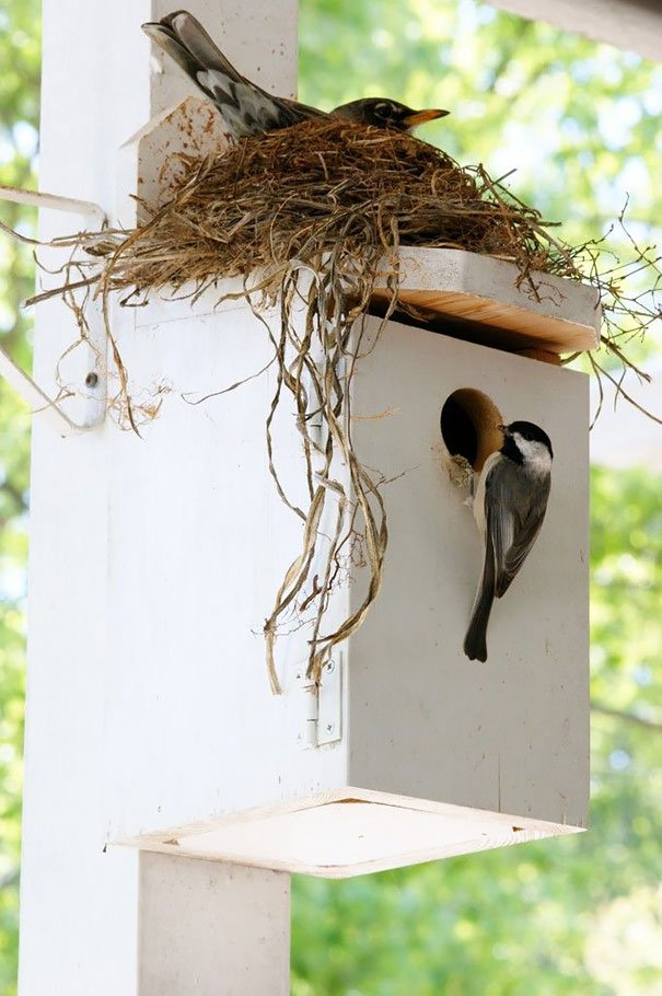 Arquitetos da natureza: 25 ninhos feitos em lugares inusitados