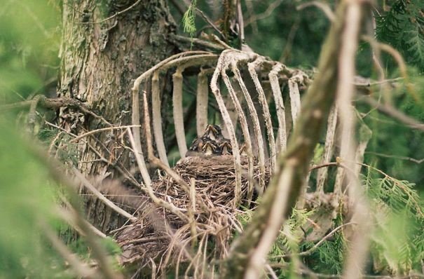 Arquitetos da natureza: 25 ninhos feitos em lugares inusitados