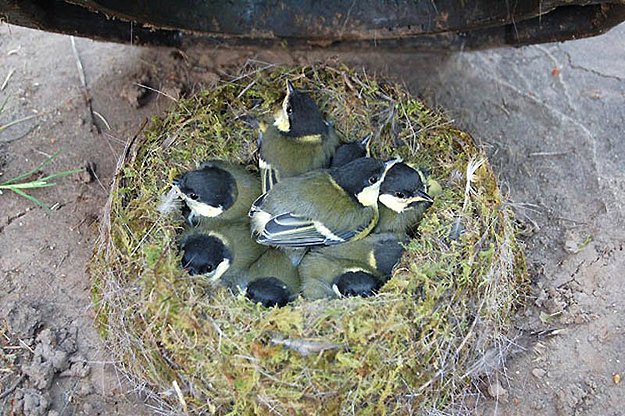 Arquitetos da natureza: 25 ninhos feitos em lugares inusitados