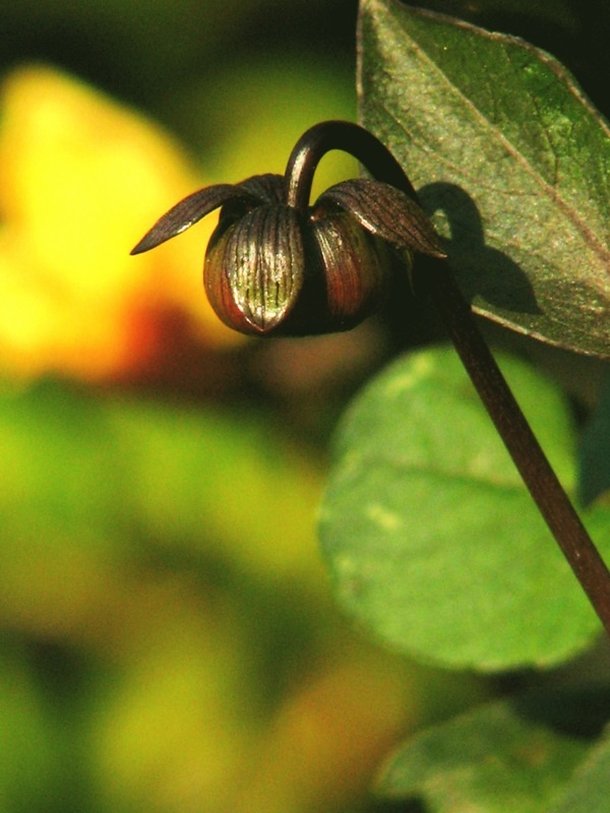 Conheça 11 espécies de flores negras bonitas e misteriosas - Mega Curioso