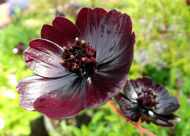 Conheça 11 espécies de flores negras bonitas e misteriosas - Mega Curioso