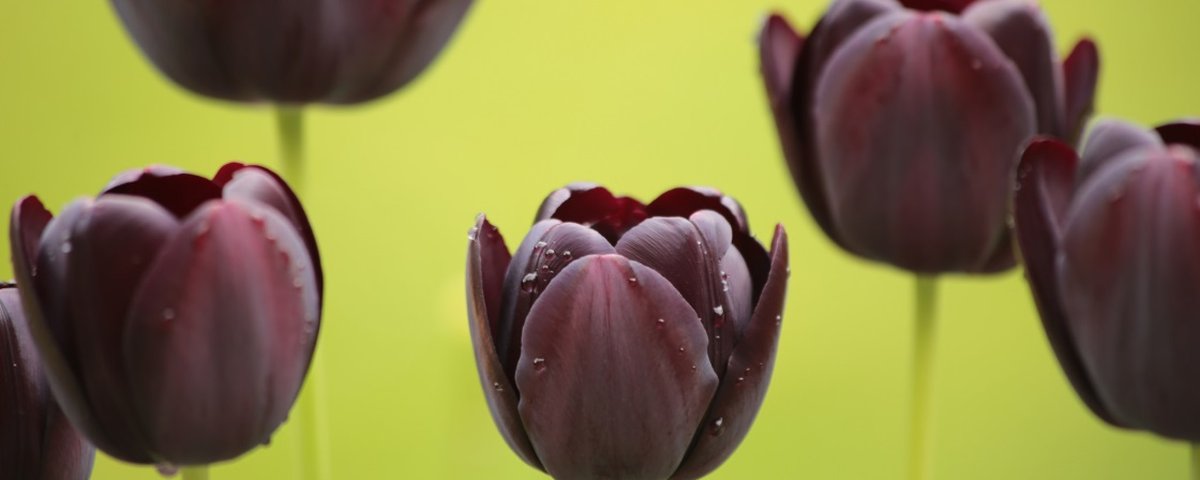 Conheça 11 espécies de flores negras bonitas e misteriosas - Mega Curioso