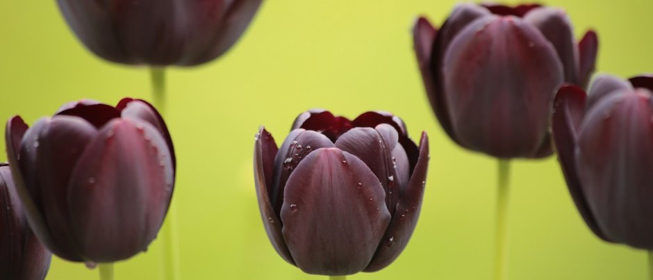 Conheça 11 espécies de flores negras bonitas e misteriosas - Mega Curioso