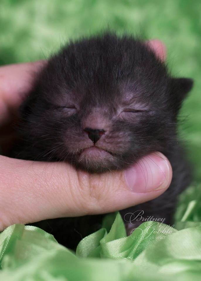 ‘Lykois’: conheça a história dos gatos-lobisomens