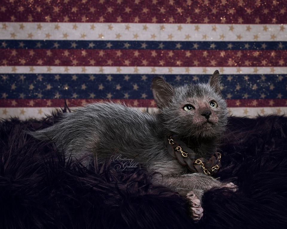 ‘Lykois’: conheça a história dos gatos-lobisomens