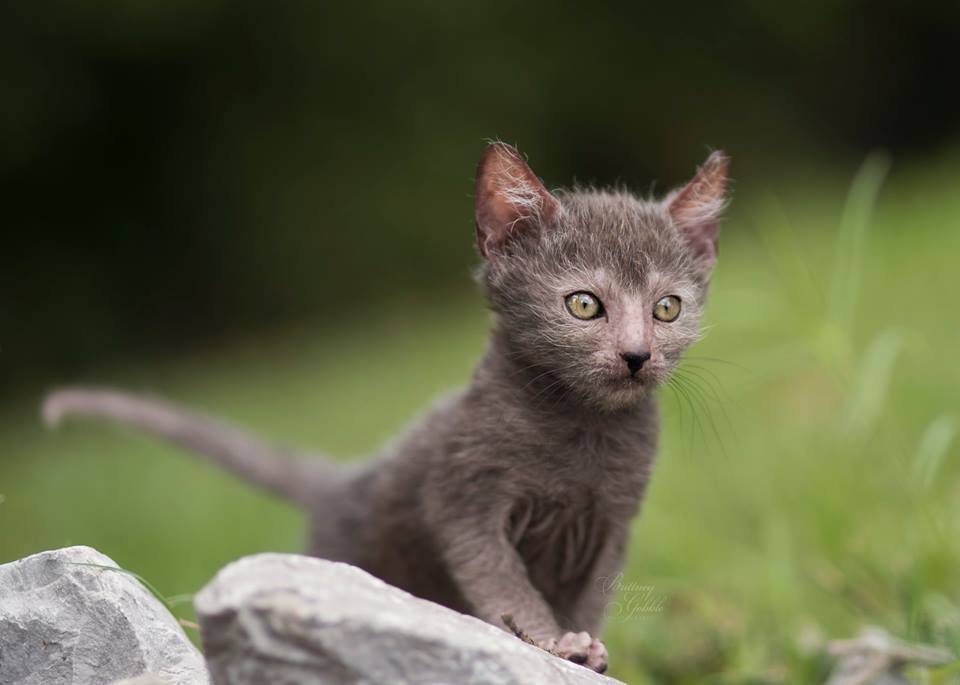 ‘Lykois’: conheça a história dos gatos-lobisomens