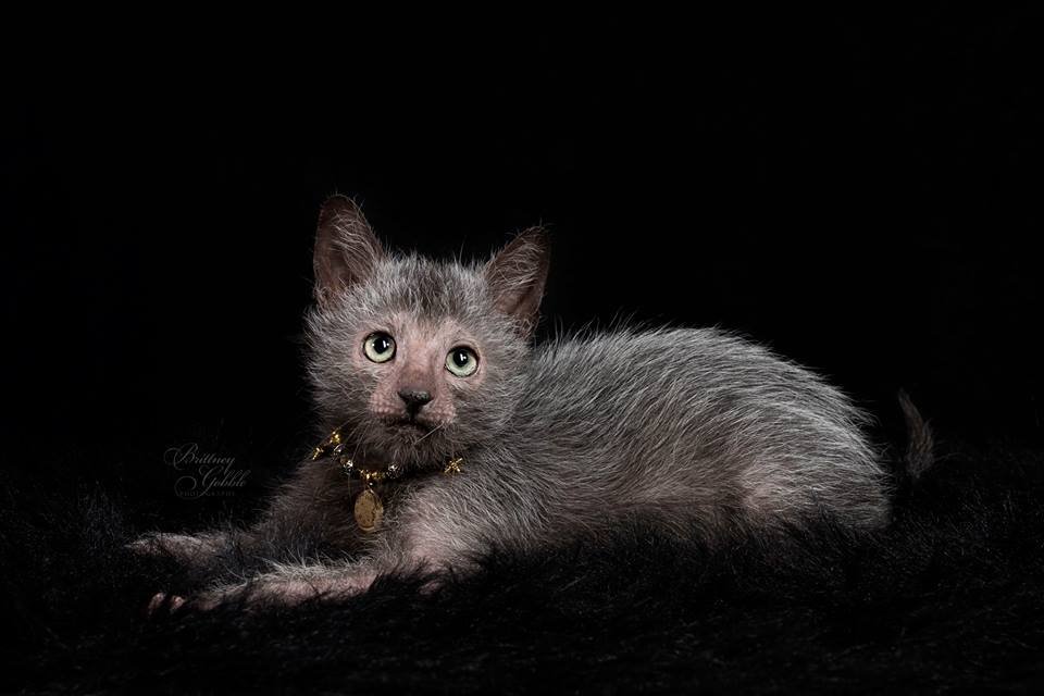 ‘Lykois’: conheça a história dos gatos-lobisomens