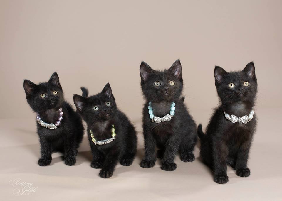 ‘Lykois’: conheça a história dos gatos-lobisomens