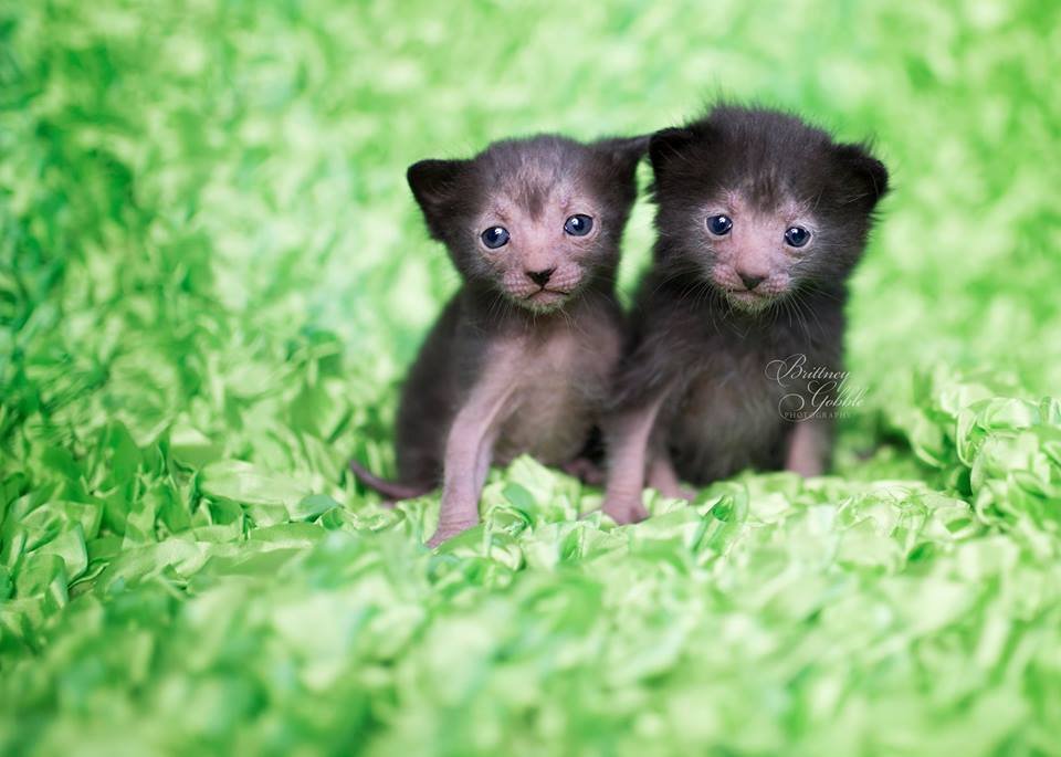 ‘Lykois’: conheça a história dos gatos-lobisomens