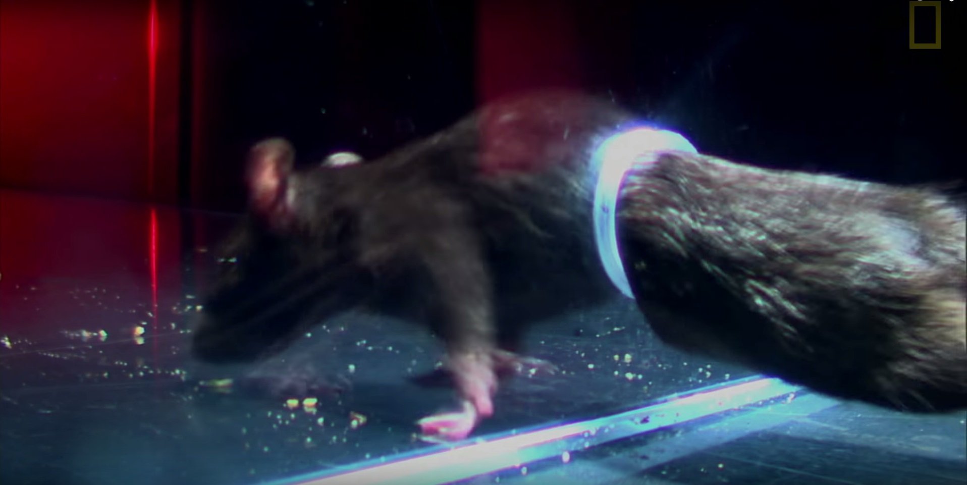 Ratos podem sair pela sua privada e de maneira muito fácil [vídeo