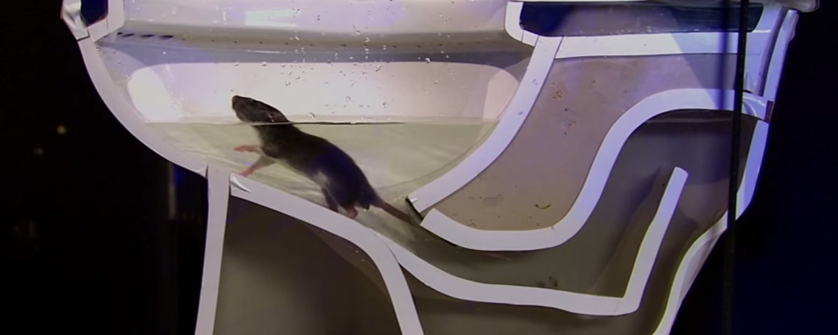 Ratos podem sair pela sua privada e de maneira muito fácil [vídeo