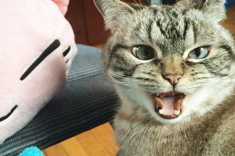 Miaaaaau