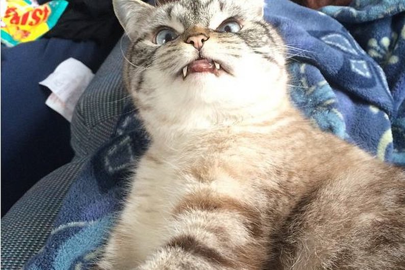 Vampiro? Eu? Sou só uma gatinha