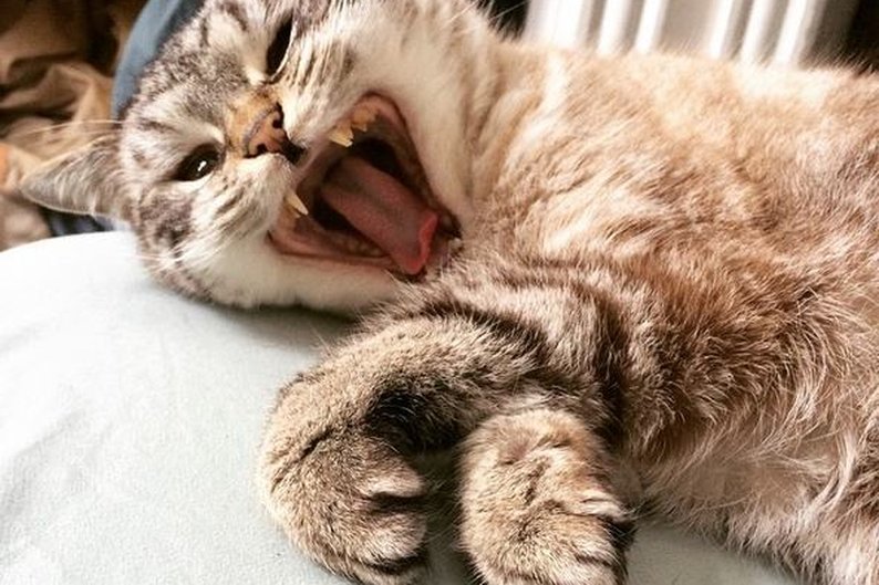 Grrrrrrrr