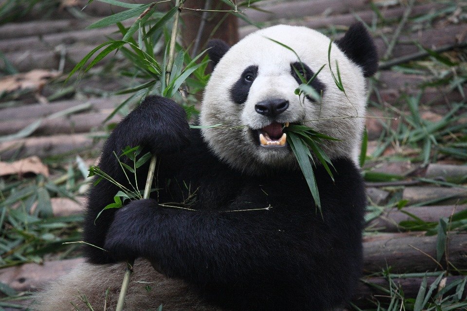 URSO-PANDA: características, alimentação e habitat