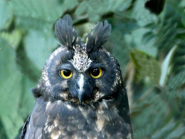 24 Especies De Corujas Que Vao Te Impressionar Mega Curioso